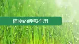 初中 生物 苏教版（2024）七年级下册4.11.2 植物的呼吸作用 课件