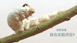 初中 生物 魯科版 (五四制)2024 六年級下冊3.2綜合實踐項目 飼養(yǎng)家蠶 課件