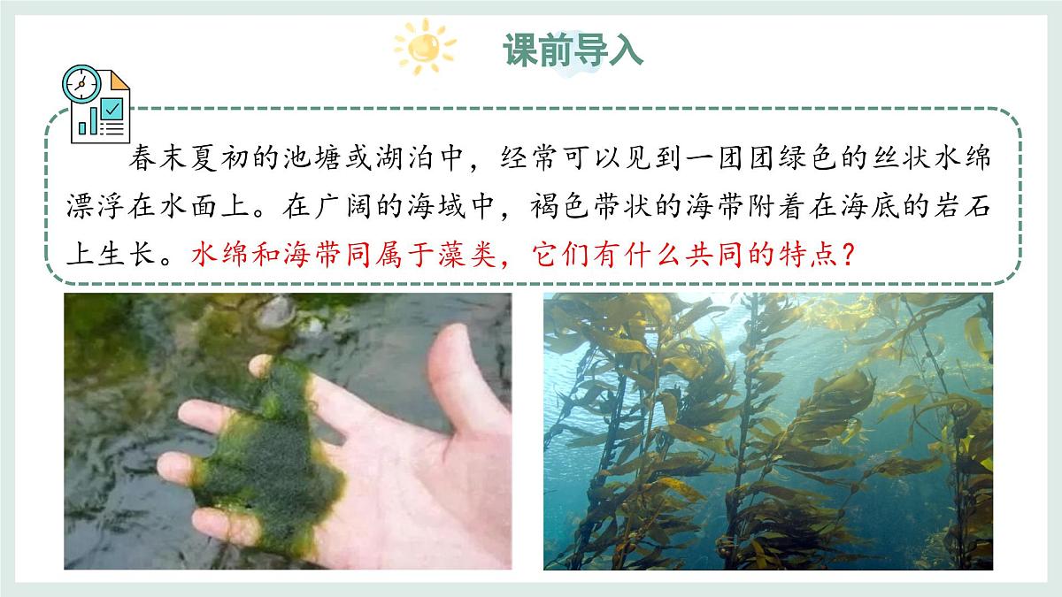 2.1.1藻类(教学课件)——初中生物学冀少版(2024)七年级上册第3页