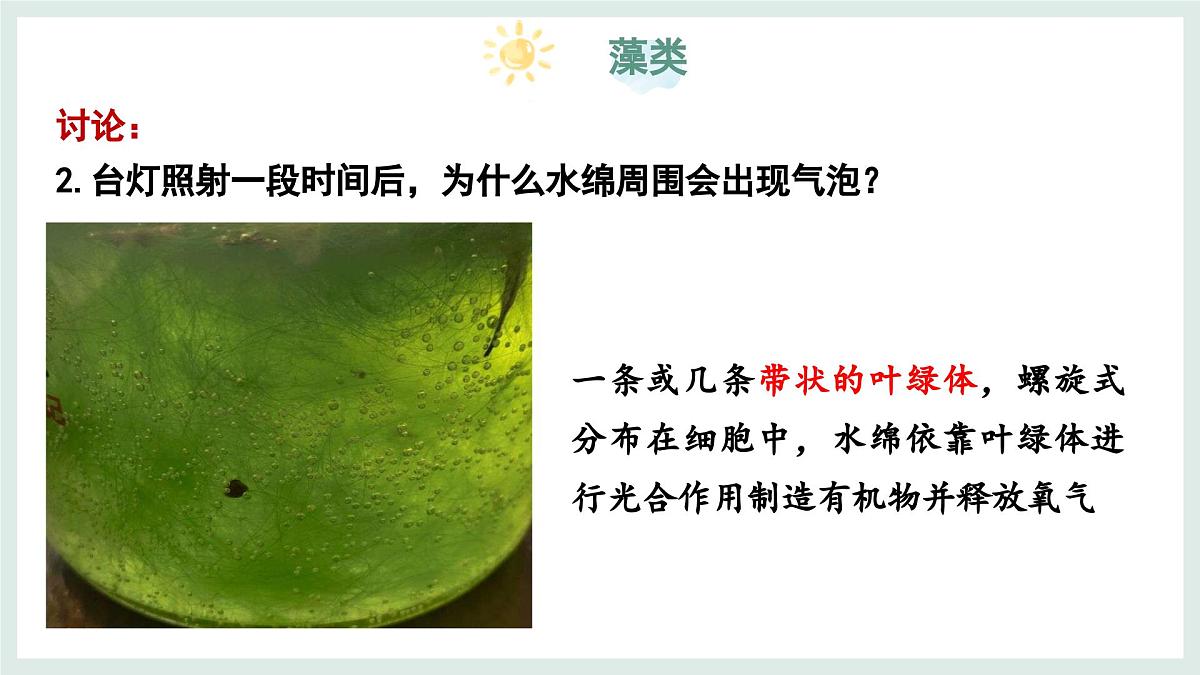 2.1.1藻类(教学课件)——初中生物学冀少版(2024)七年级上册第6页