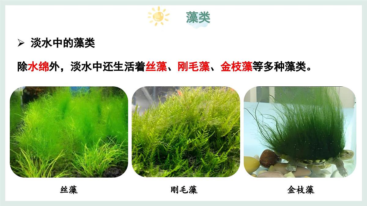 2.1.1藻类(教学课件)——初中生物学冀少版(2024)七年级上册第7页