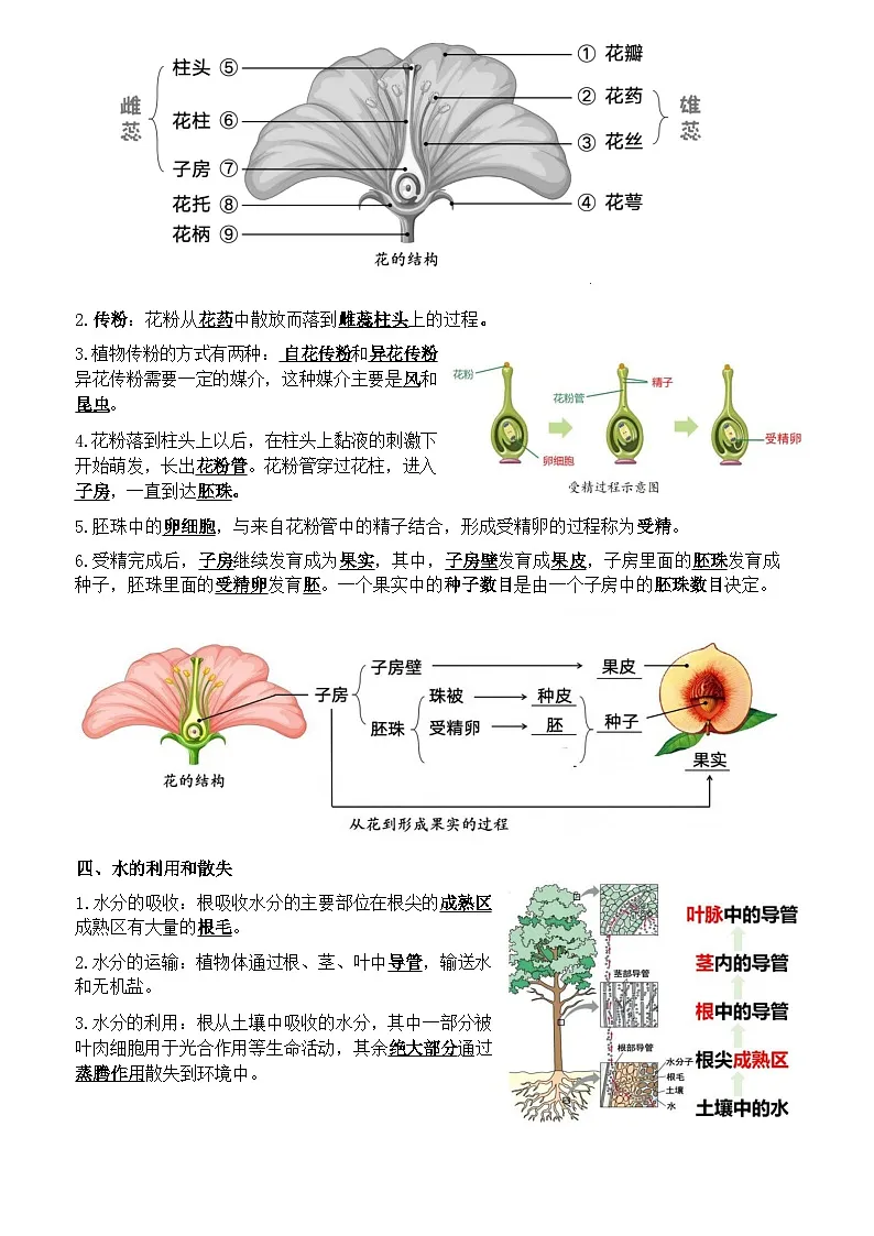 人教版(2024)七年级下册生物期末复习全册必背知识点提纲 学案第2页