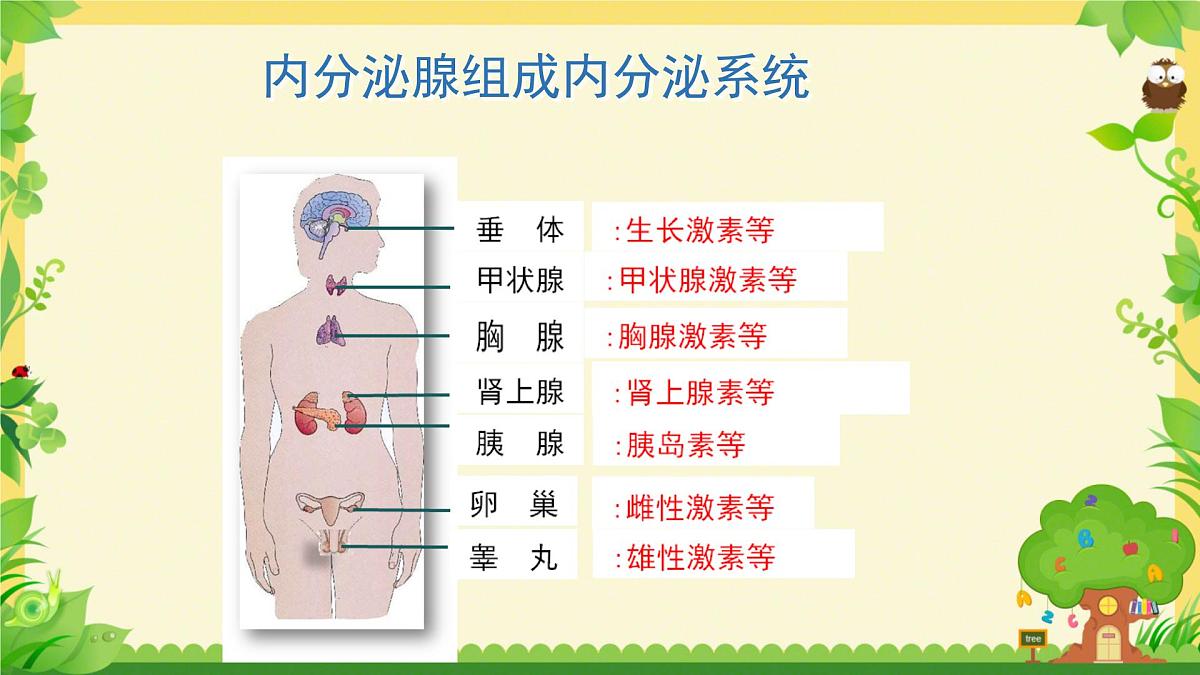 初中生物北师大版(2024)七年级下册4.10.3 激素调节 课件第4页