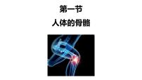 初中生物北师大版（2024）七年级下册（2024）人体的骨骼课文配套课件ppt