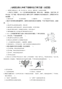 人教版生物七年级下册期末复习练习题（含答案）