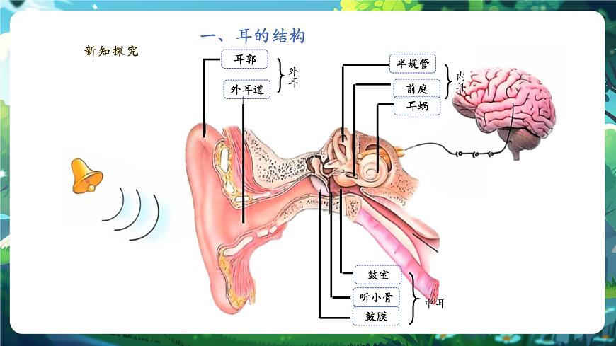【核心素養(yǎng)】3.5.3.2感覺的形成（聽覺） 課件第8頁
