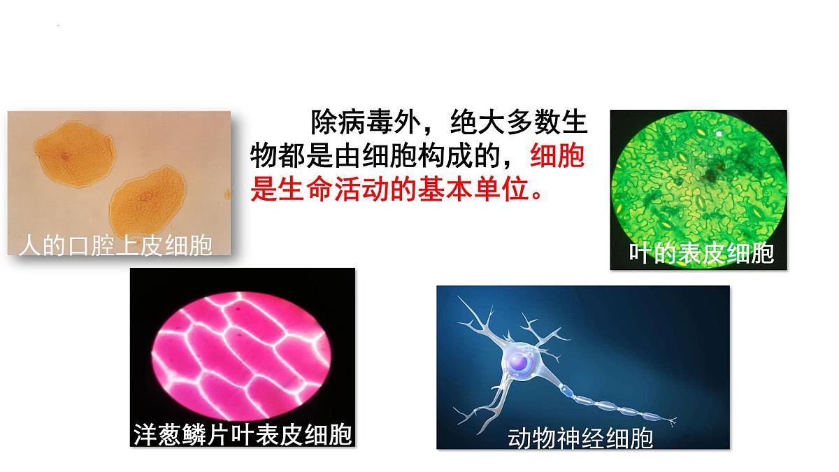 北师大版生物(2024)七年级上册 2.1 细胞的基本结构和功能(第3课时)课件第2页