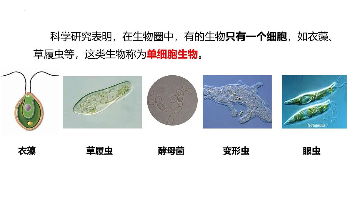 北师大版生物(2024)七年级上册 2.1 细胞的基本结构和功能(第3课时)课件第3页