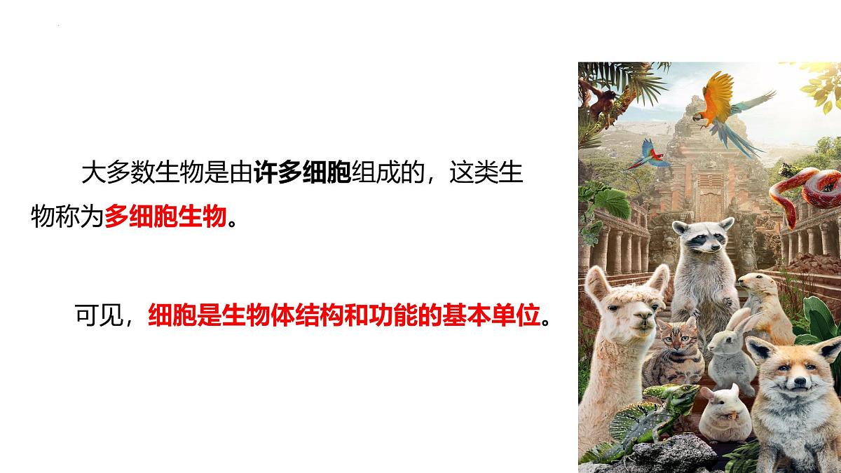北师大版生物(2024)七年级上册 2.1 细胞的基本结构和功能(第3课时)课件第4页