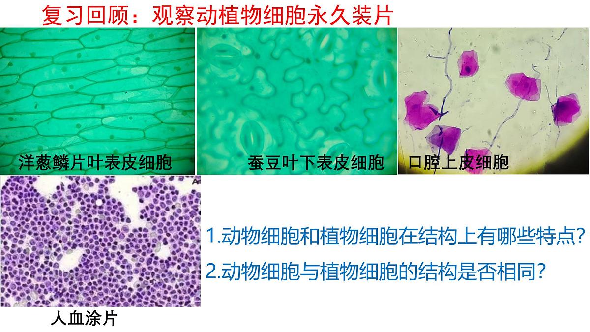 北师大版生物(2024)七年级上册 2.1 细胞的基本结构和功能(第3课时)课件第5页