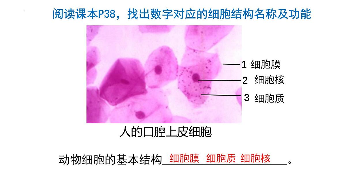 北师大版生物(2024)七年级上册 2.1 细胞的基本结构和功能(第3课时)课件第6页