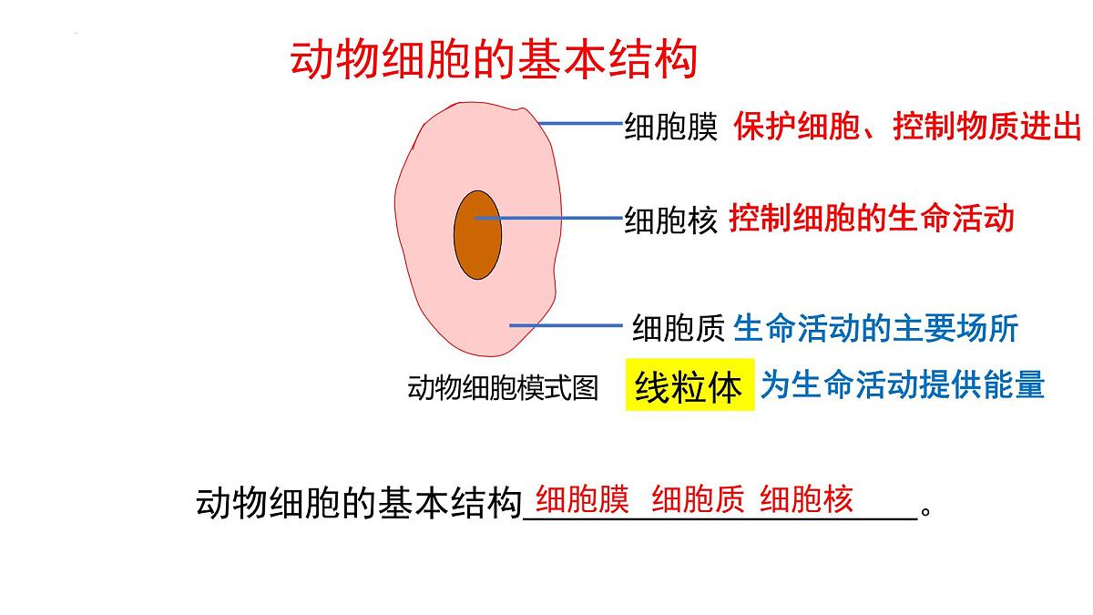 北师大版生物(2024)七年级上册 2.1 细胞的基本结构和功能(第3课时)课件第8页