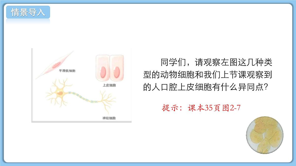 北师大版生物(2024)七年级上册 2.2.1细胞的基本结构和功能(第2课时) 课件第3页