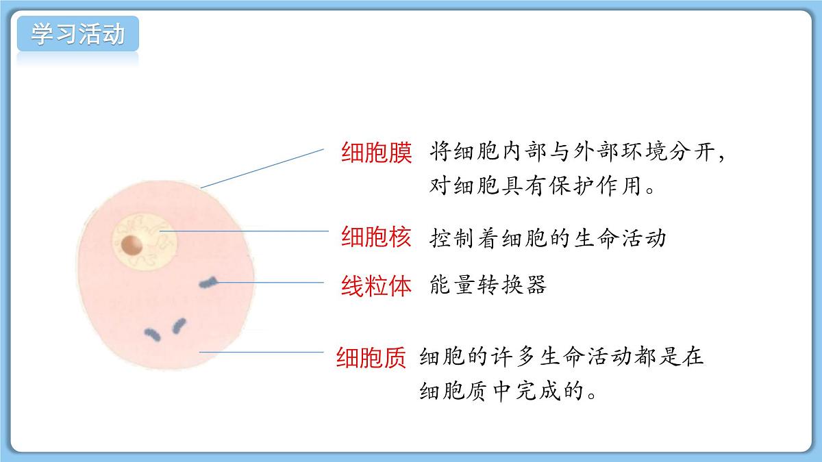 北师大版生物(2024)七年级上册 2.2.1细胞的基本结构和功能(第2课时) 课件第4页