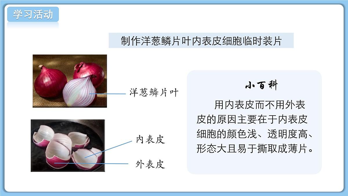 北师大版生物(2024)七年级上册 2.2.1细胞的基本结构和功能(第2课时) 课件第6页