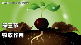 北師大版生物（2024）七年級上冊 3.4.3 吸收作用 課件