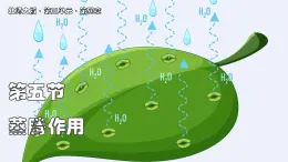 北師大版生物（2024）七年級上冊 3.4.5  蒸騰作用 課件
