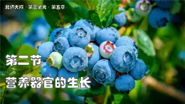 北師大版生物（2024）七年級上冊 3.5.2 營養(yǎng)器官的生長 課件