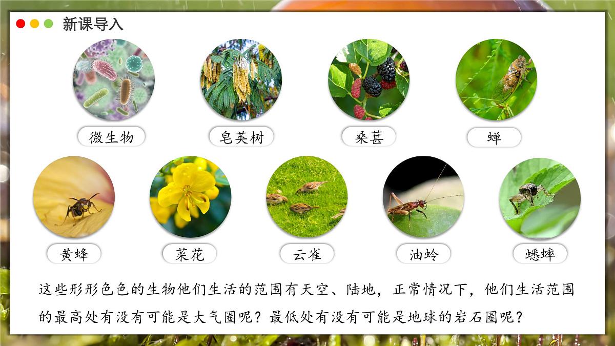 北师大版生物(2024)七年级上册 1.1.1 行行色色的生物 课件第4页