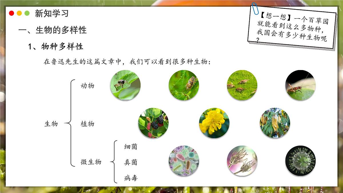 北师大版生物(2024)七年级上册 1.1.1 行行色色的生物 课件第6页