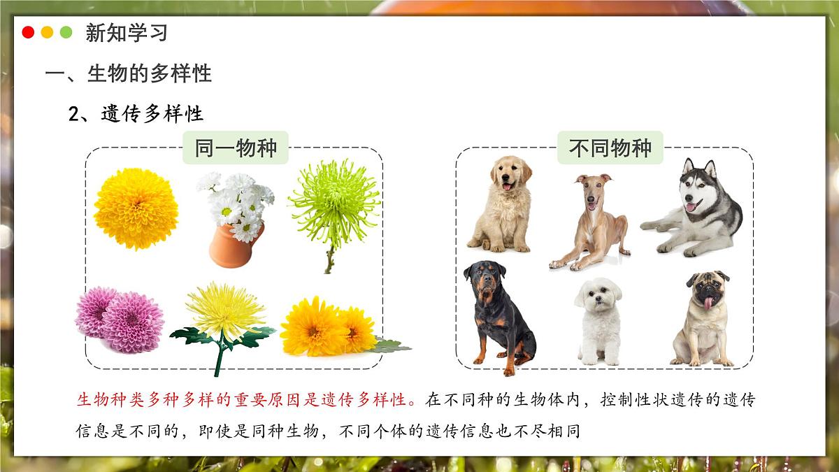 北师大版生物(2024)七年级上册 1.1.1 行行色色的生物 课件第8页