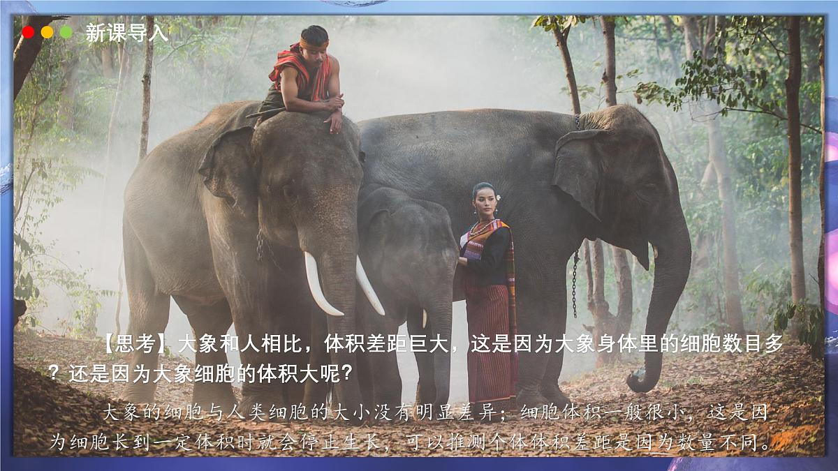 北师大版生物(2024)七年级上册 2.3.1 细胞通过分裂而增殖 课件第3页