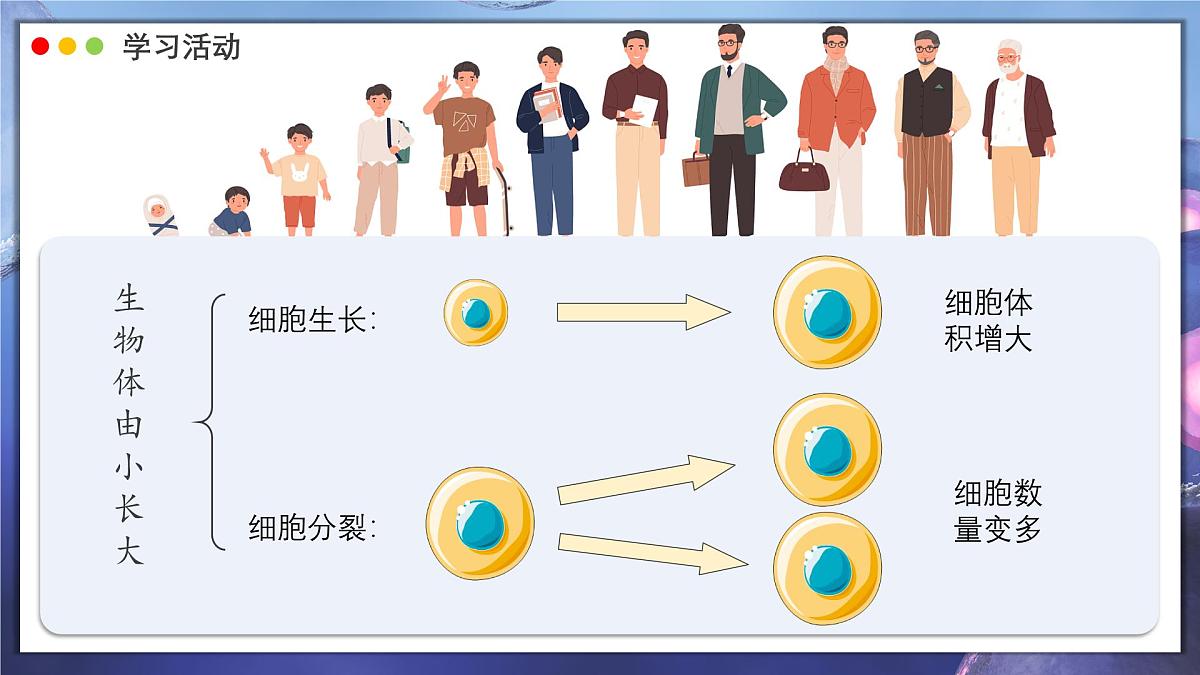 北师大版生物(2024)七年级上册 2.3.1 细胞通过分裂而增殖 课件第5页