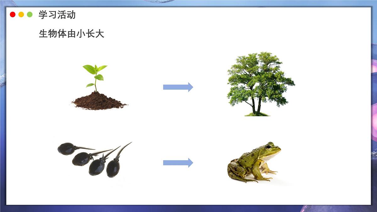 北师大版生物(2024)七年级上册 2.3.1 细胞通过分裂而增殖 课件第6页