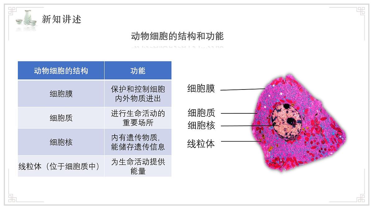 苏教版生物(2024)七年级上册 1.1.2 动物细胞的结构与功能 课件第7页