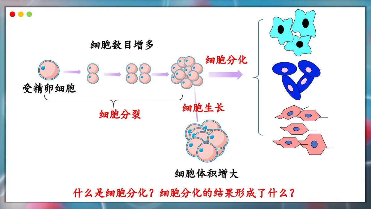 苏教版生物(2024)七年级上册 1.2.1 细胞的分裂和分化 第2课时 课件第4页