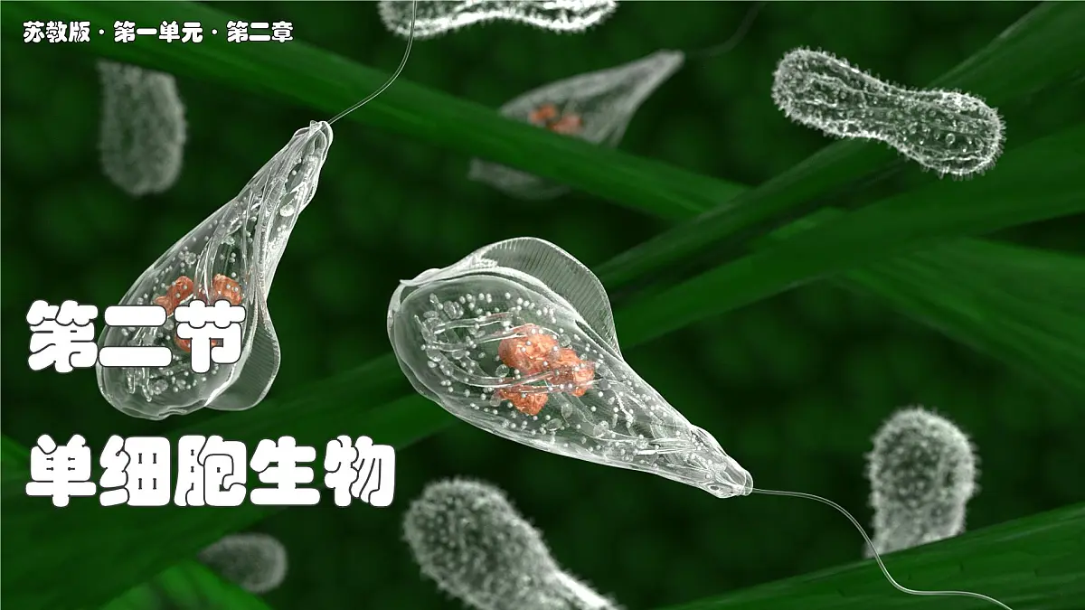 苏教版生物(2024)七年级上册 1.2.2 单细胞生物-同步课件第1页