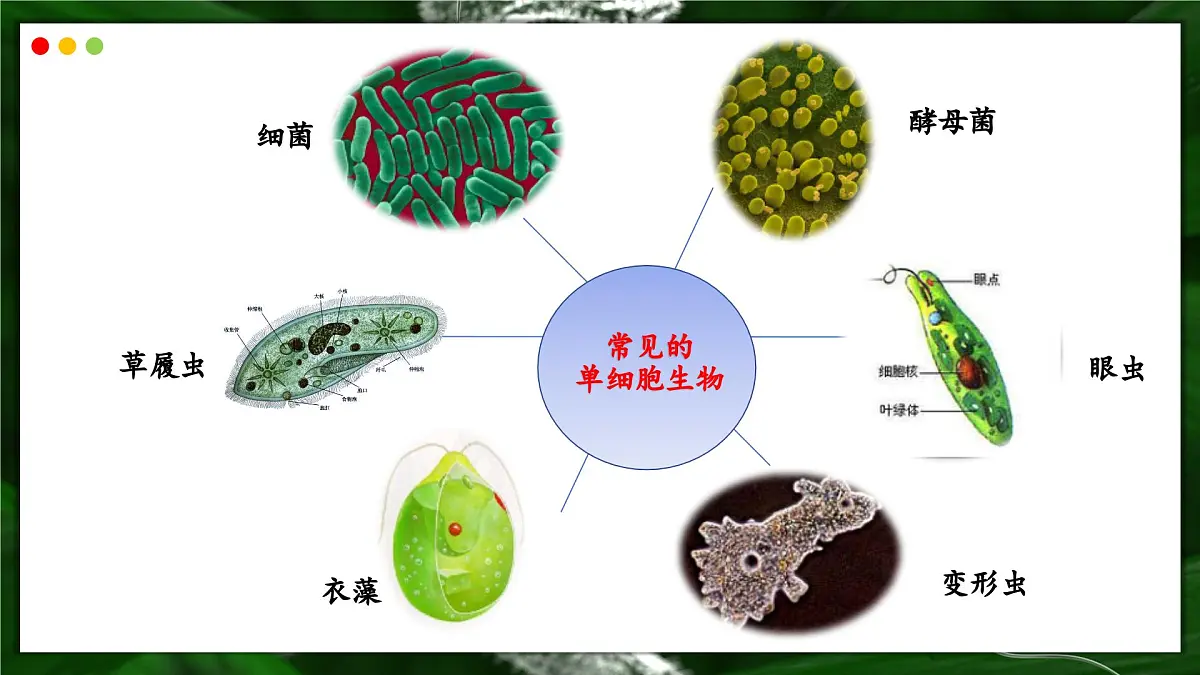 苏教版生物(2024)七年级上册 1.2.2 单细胞生物-同步课件第5页
