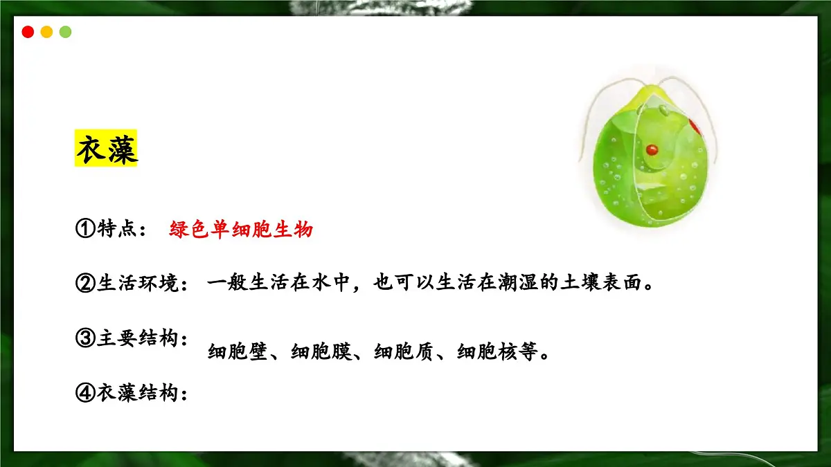 苏教版生物(2024)七年级上册 1.2.2 单细胞生物-同步课件第7页