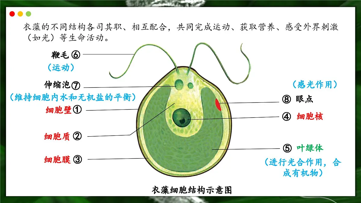 苏教版生物(2024)七年级上册 1.2.2 单细胞生物-同步课件第8页