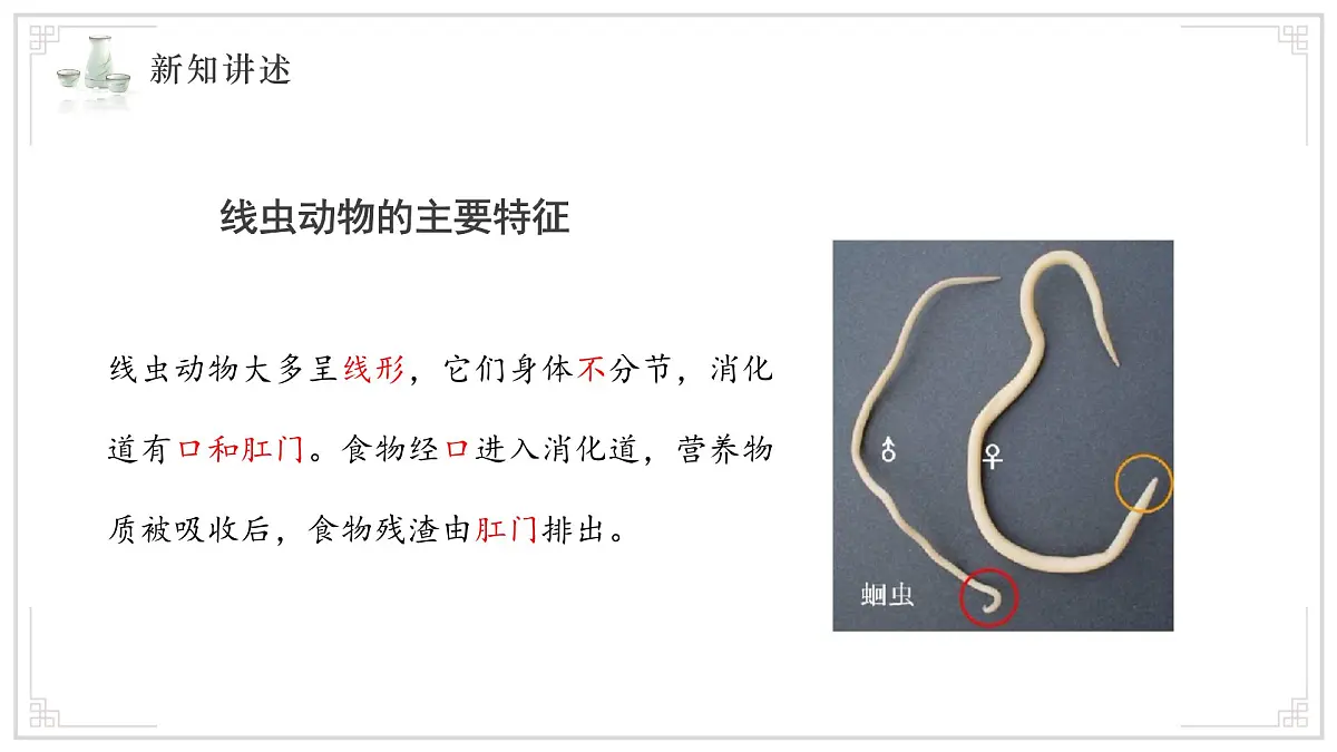 苏教版生物(2024)七年级上册 2.4.1 无脊椎动物 课件 (2)第6页