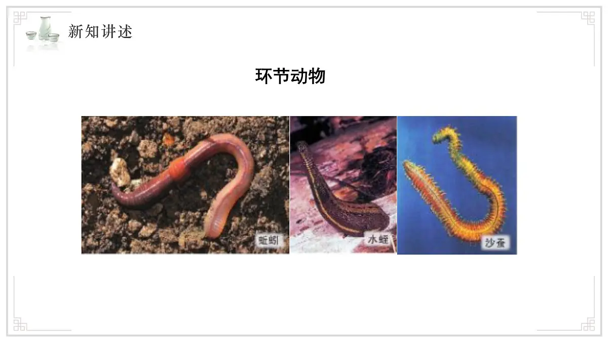 苏教版生物(2024)七年级上册 2.4.1 无脊椎动物 课件 (2)第8页