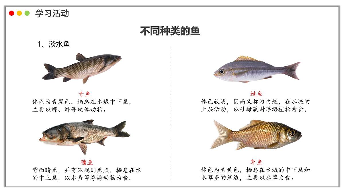 苏教版生物(2024)七年级上册 2.4.2 脊椎动物 课件第5页