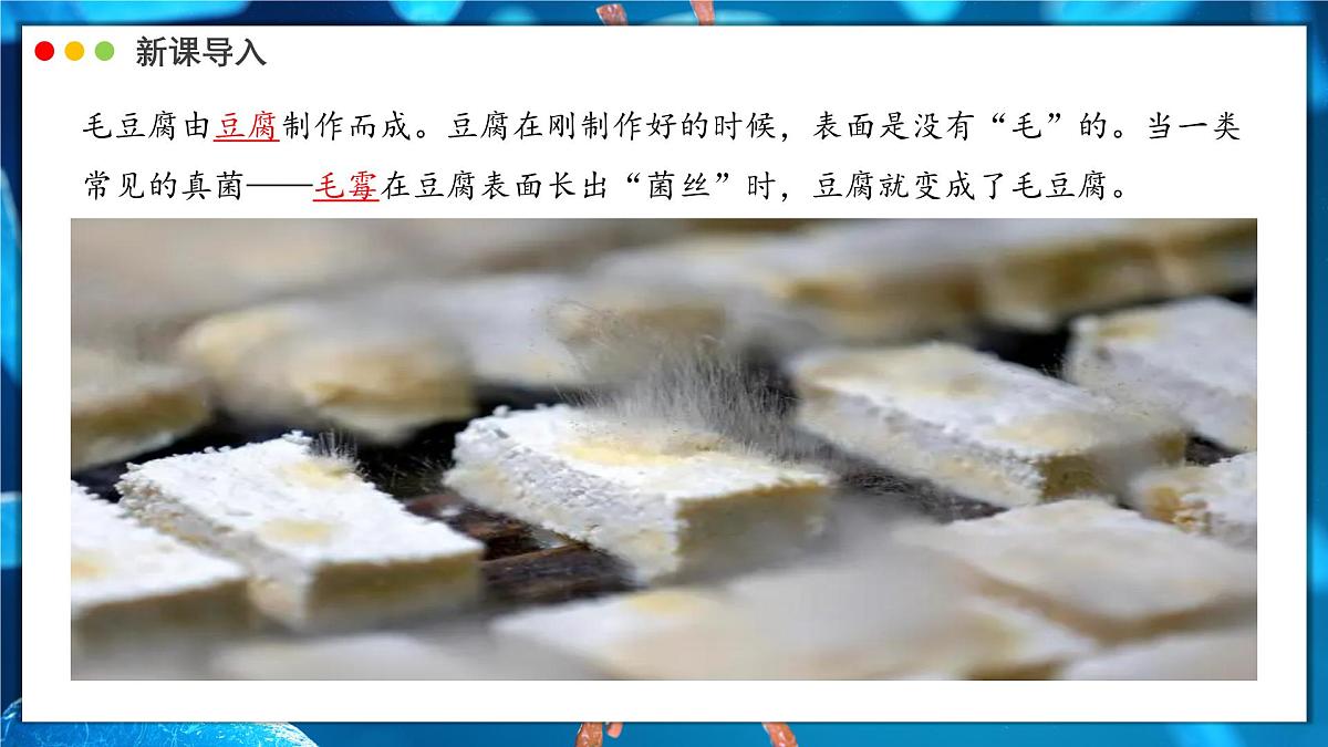苏教版生物(2024)七年级上册 2.5.1 真菌、细菌和病毒 课件第3页
