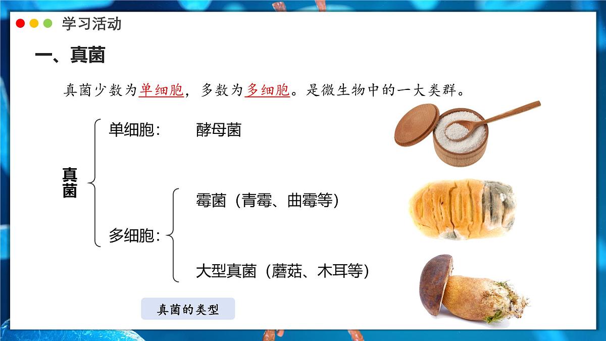 苏教版生物(2024)七年级上册 2.5.1 真菌、细菌和病毒 课件第5页