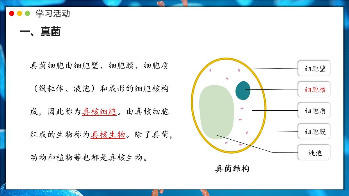 苏教版生物(2024)七年级上册 2.5.1 真菌、细菌和病毒 课件第6页