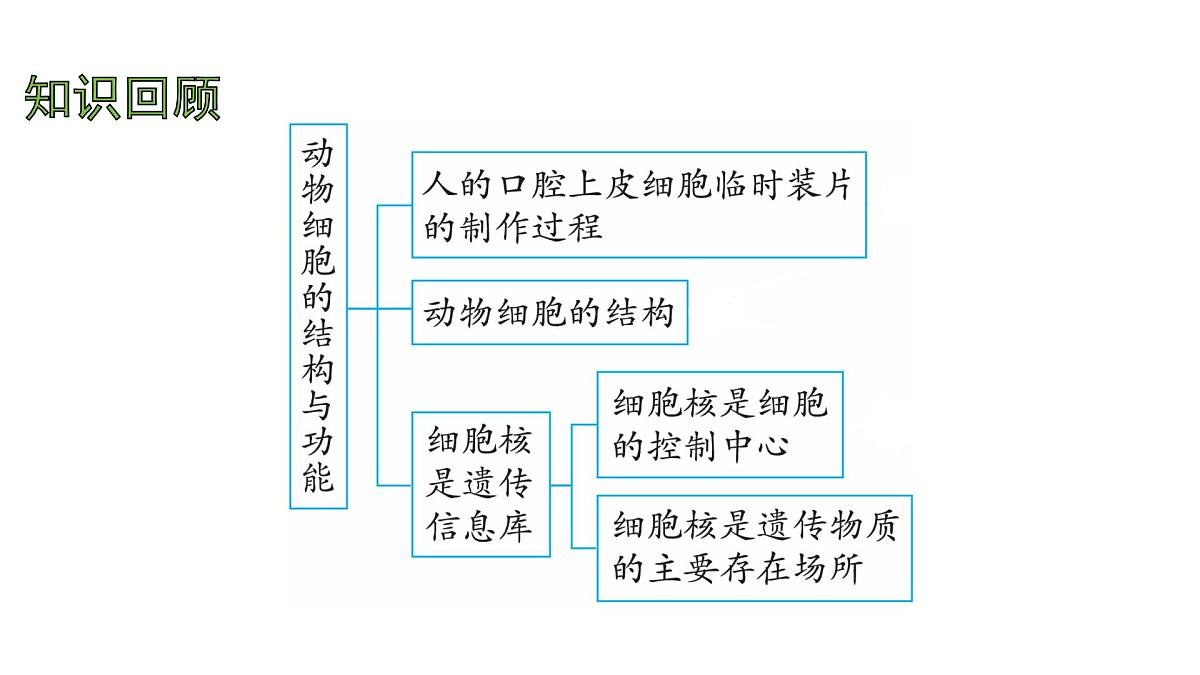 苏教版(2024)生物七年级上册 1.1.3 植物细胞的结构与功能 (课件)第2页