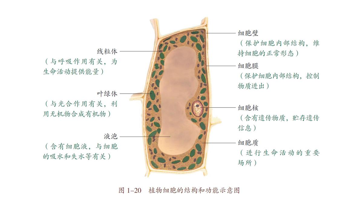 苏教版(2024)生物七年级上册 1.1.3 植物细胞的结构与功能 (课件)第7页