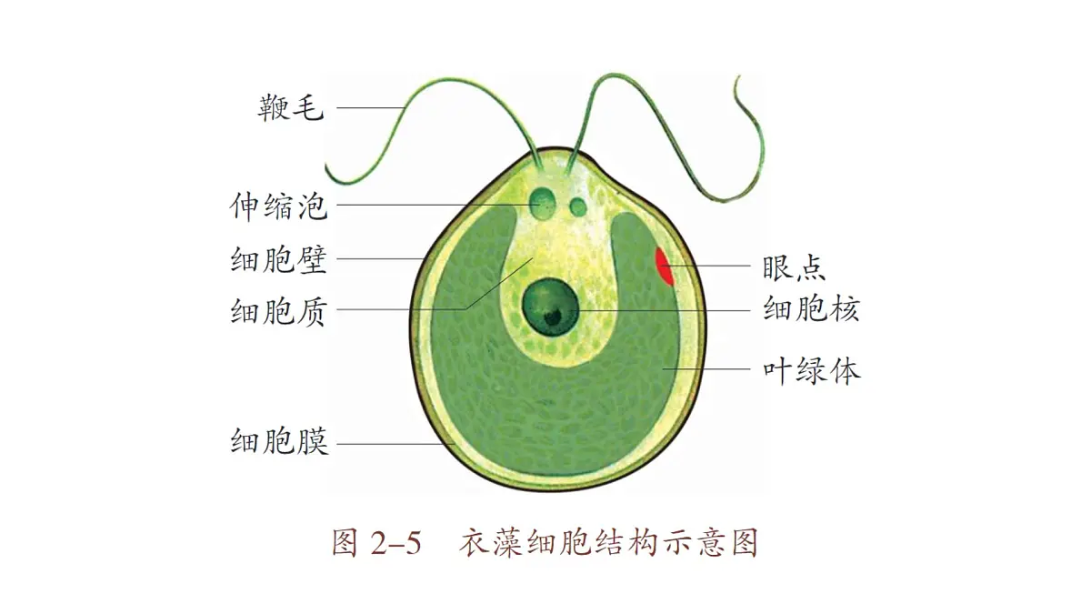 苏教版(2024)生物七年级上册 1.2.2 单细胞生物 (课件)第6页