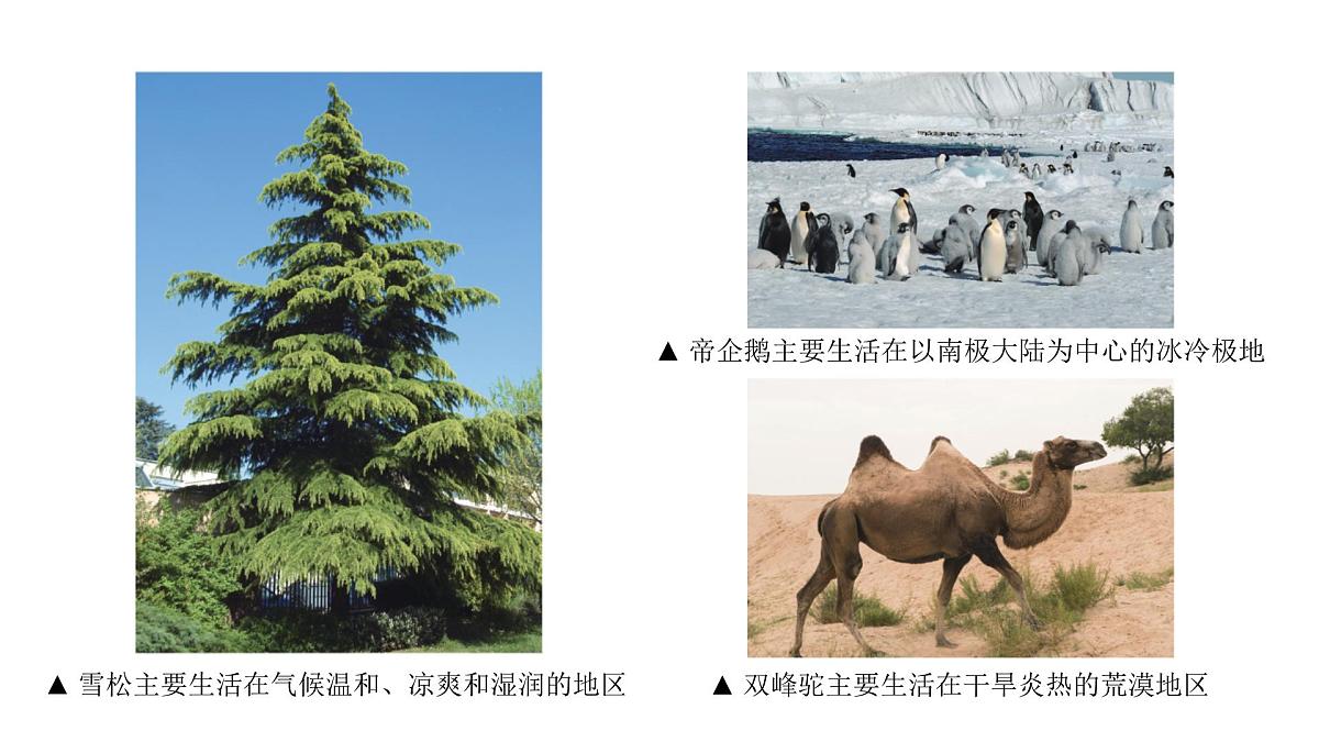 苏科版(2024)生物七年级上册 2.2.1 生物生存依赖一定的环境 (课件)第5页