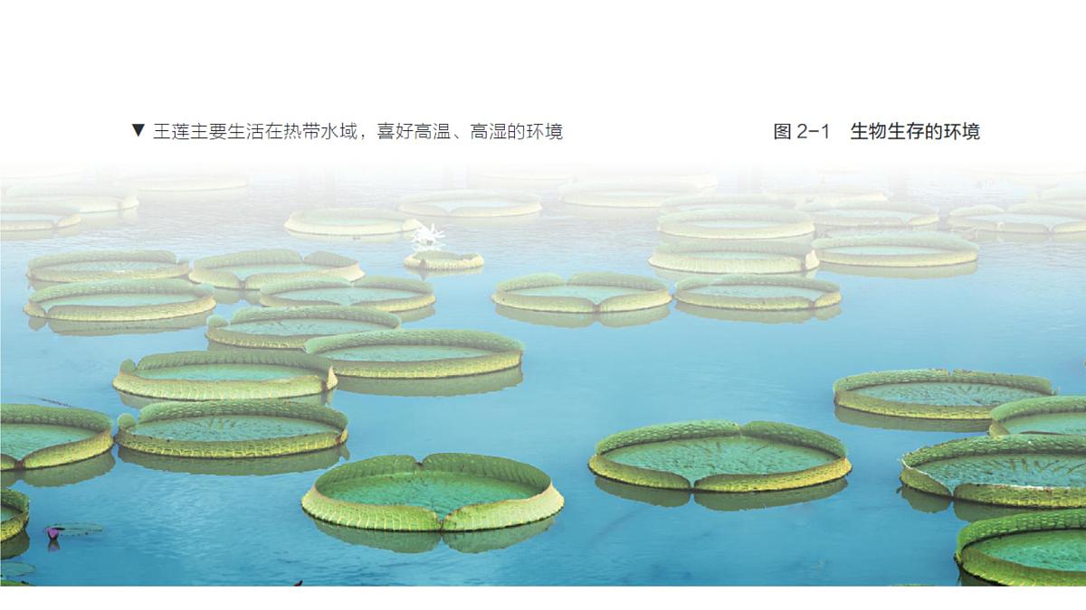 苏科版(2024)生物七年级上册 2.2.1 生物生存依赖一定的环境 (课件)第6页