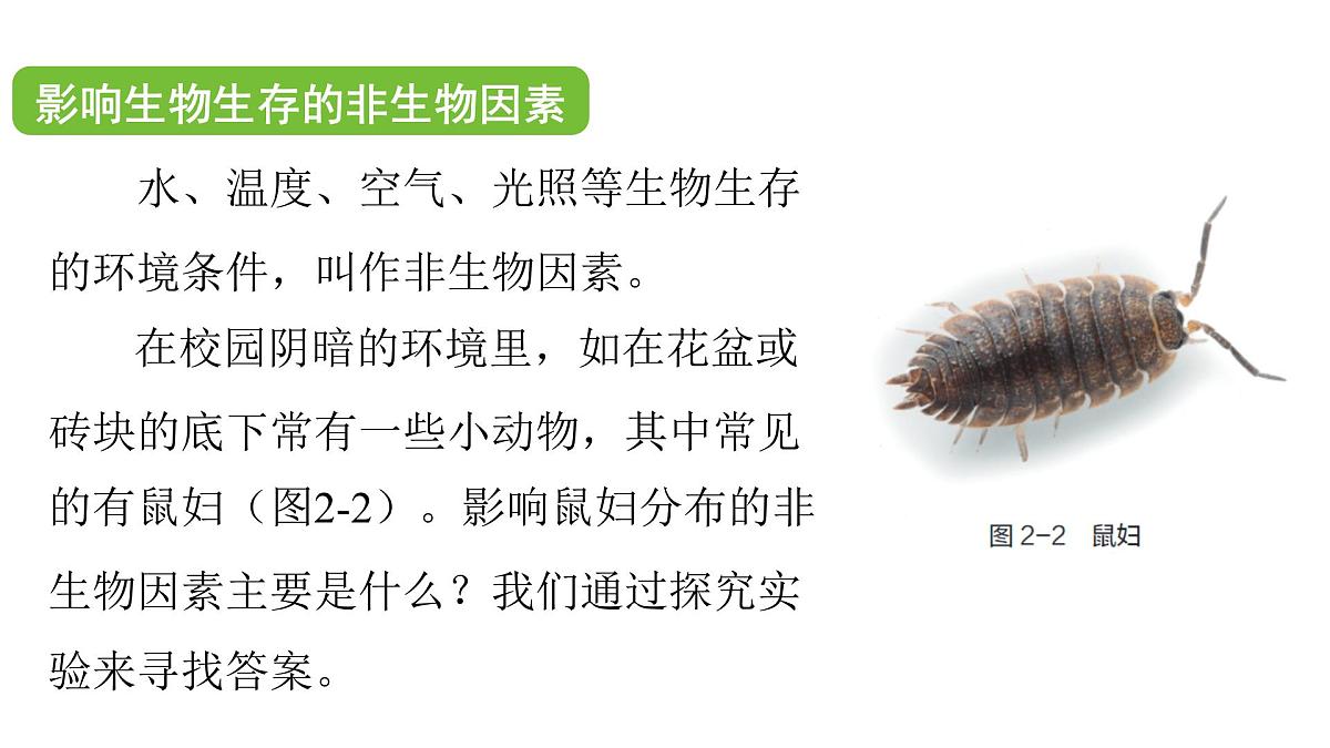 苏科版(2024)生物七年级上册 2.2.1 生物生存依赖一定的环境 (课件)第8页