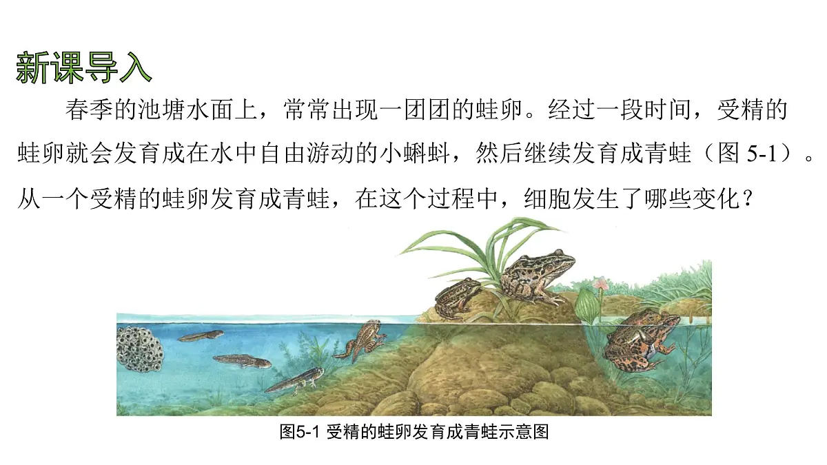 苏科版(2024)生物七年级上册 3.5.1 细胞的分裂与分化 (课件)第3页