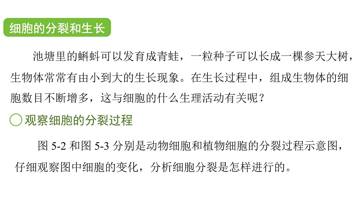 苏科版(2024)生物七年级上册 3.5.1 细胞的分裂与分化 (课件)第5页
