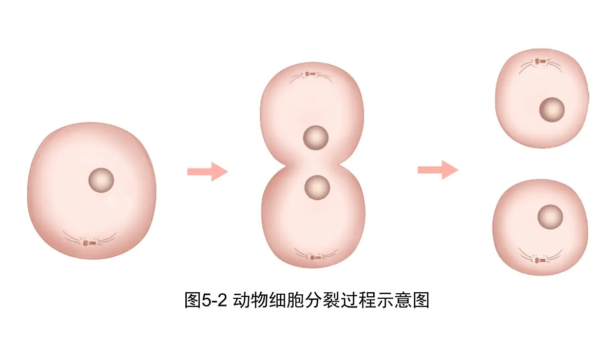 苏科版(2024)生物七年级上册 3.5.1 细胞的分裂与分化 (课件)第6页