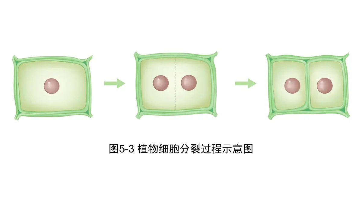 苏科版(2024)生物七年级上册 3.5.1 细胞的分裂与分化 (课件)第7页